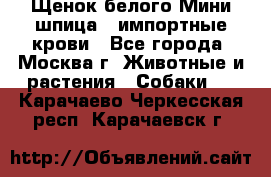 Щенок белого Мини шпица , импортные крови - Все города, Москва г. Животные и растения » Собаки   . Карачаево-Черкесская респ.,Карачаевск г.